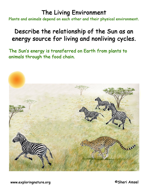 Living Environment: Sun and the Food Chain Living Environment: Sun and the Food Chain