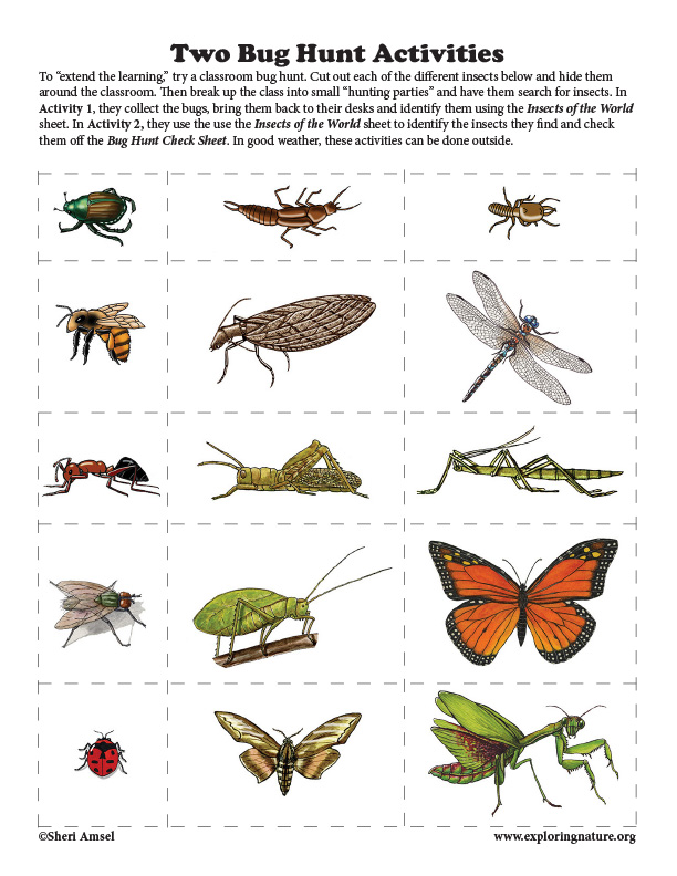 Bug Hunt Activities (K-5)