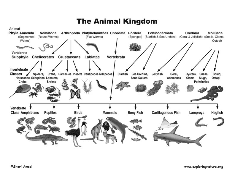 Mammal Classification Chart