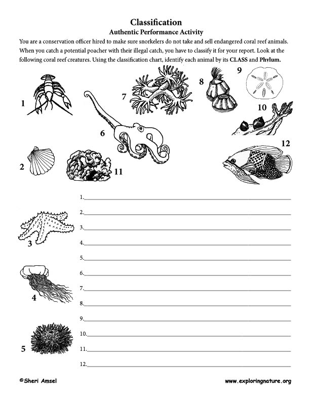 Coral Classification Chart