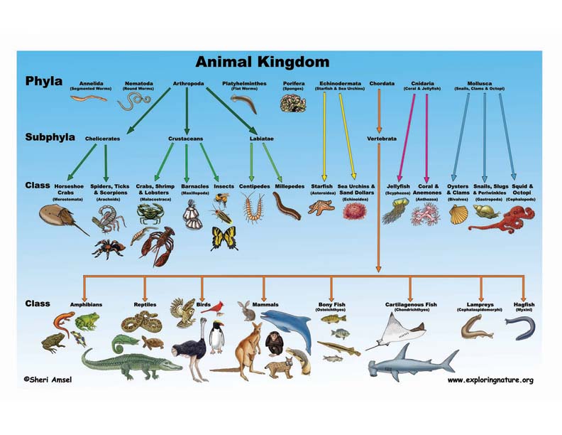 The Animal Kingdom Classification Chart