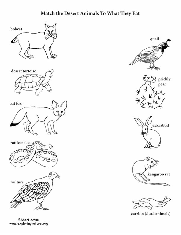 Desert Animal Diet – Matching Desert Animal Diet – Matching