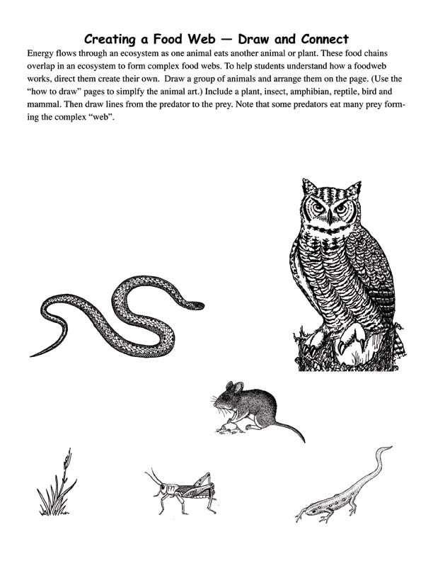 Food Chains and Webs - AQA GCSE GEOGRAPHY REVISION PRE-2017