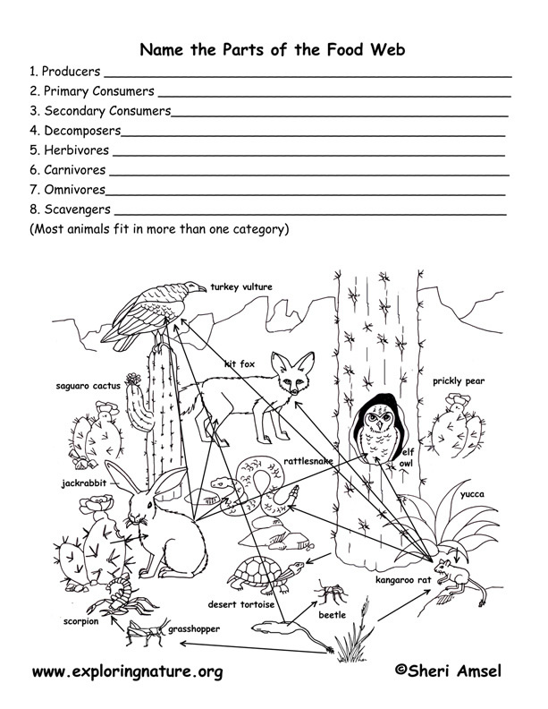 Name the Parts of a Food Web