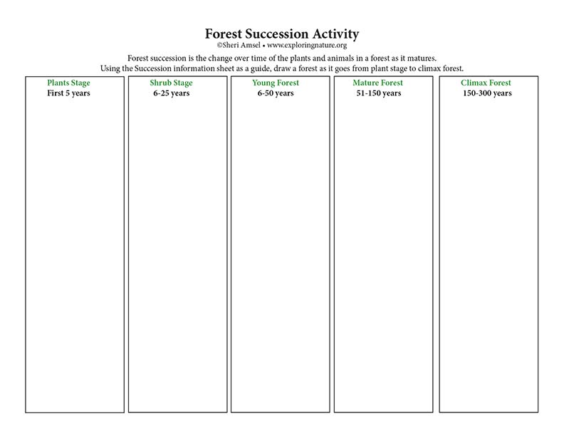 Forest Succession Activity - Critical Thinking