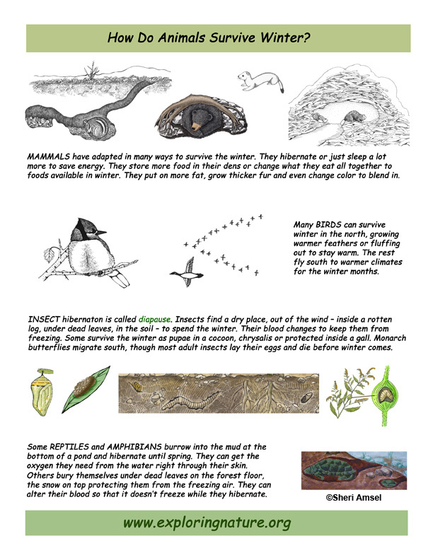 migrate and hibernate animals