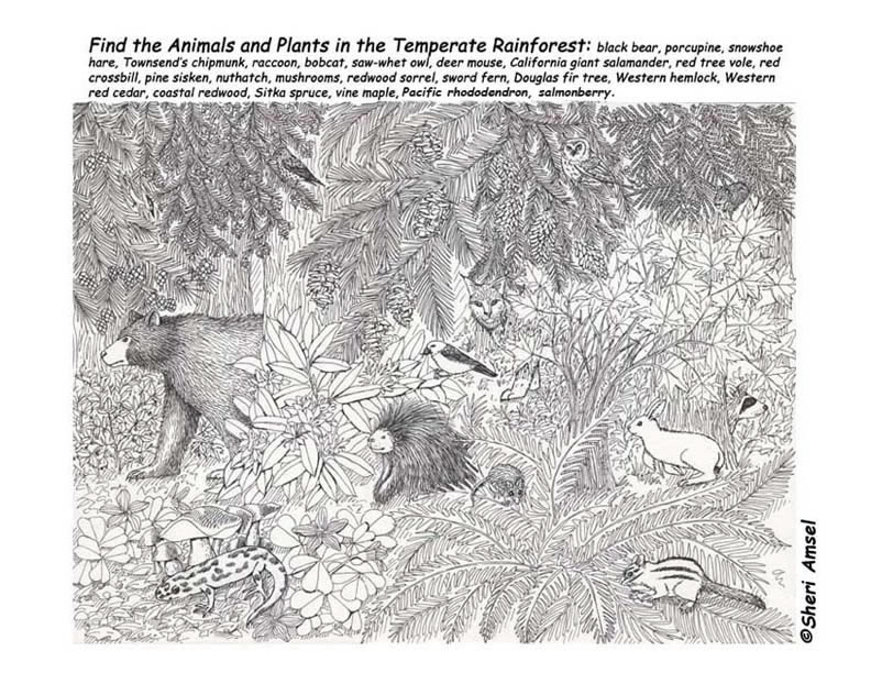 Temperate Rainforest Hidden Picture