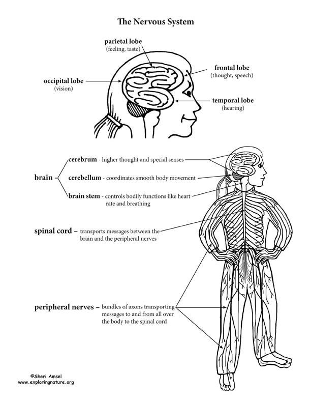 Nervous System Structure and Function Diagram (Copy Ready)