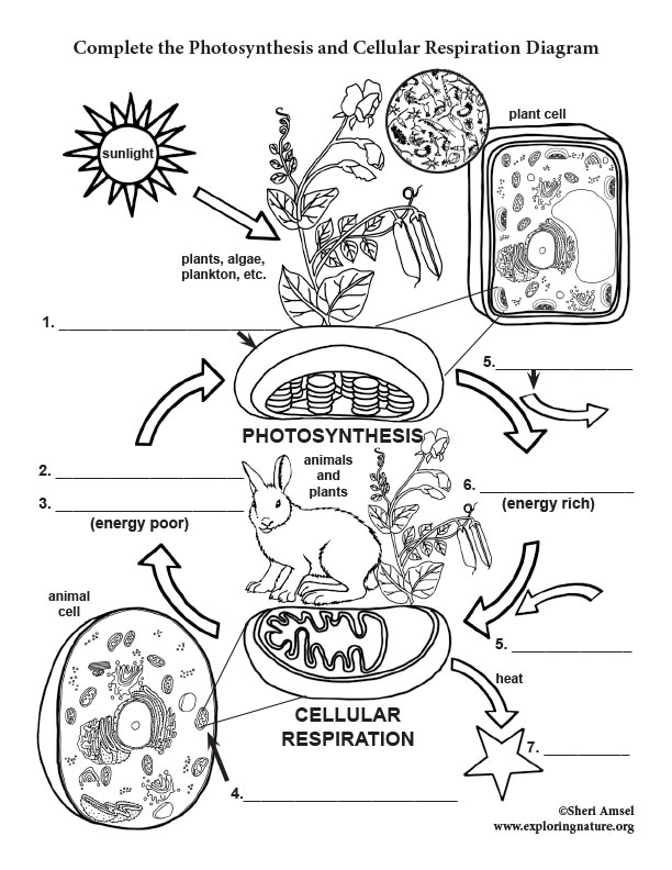 biology photosynthesis and cellular respiration worksheet