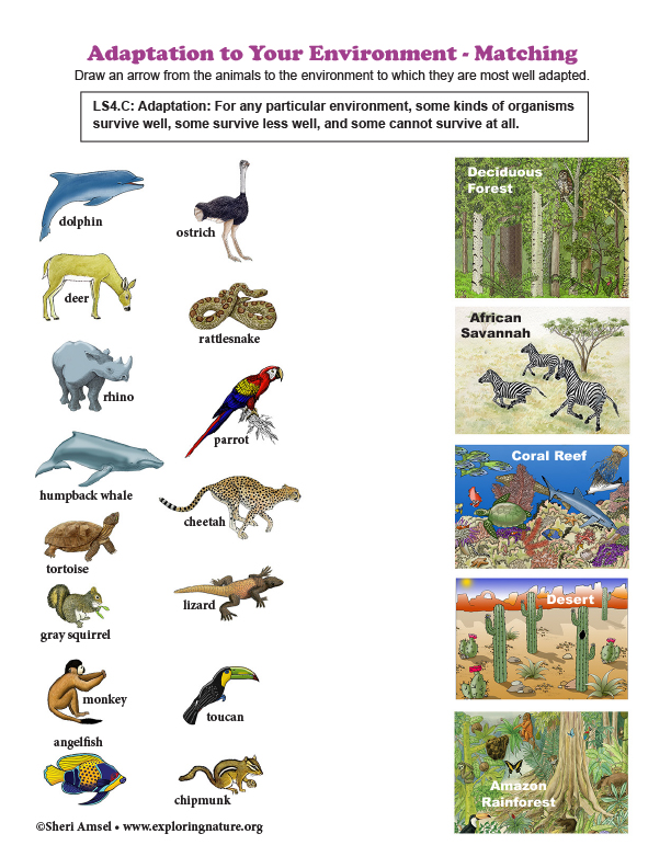 Adaptation to Your Environment - Matching