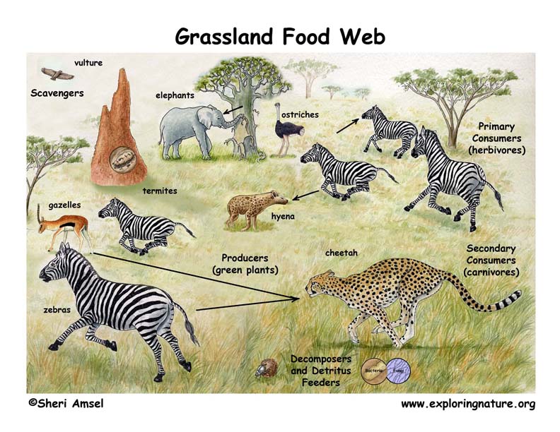 African Grassland Food Web Puppet Show (Pre-K- Grade 2)