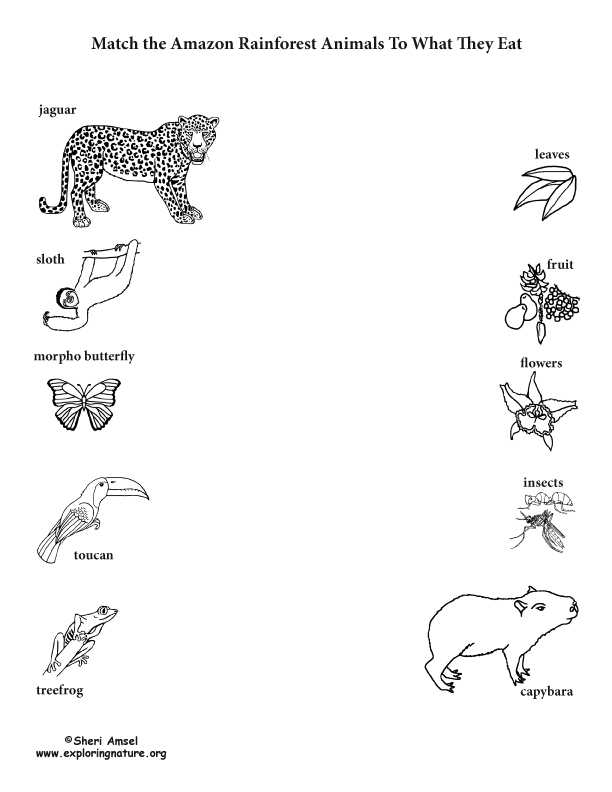 What can animals do план урока 2 класс