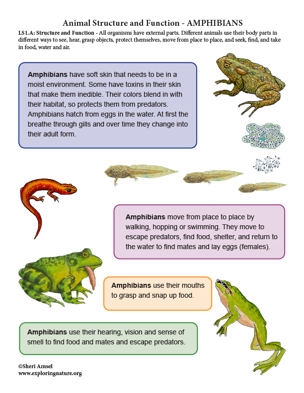 Animal Structure and Function - Amphibians - Mini-Poster