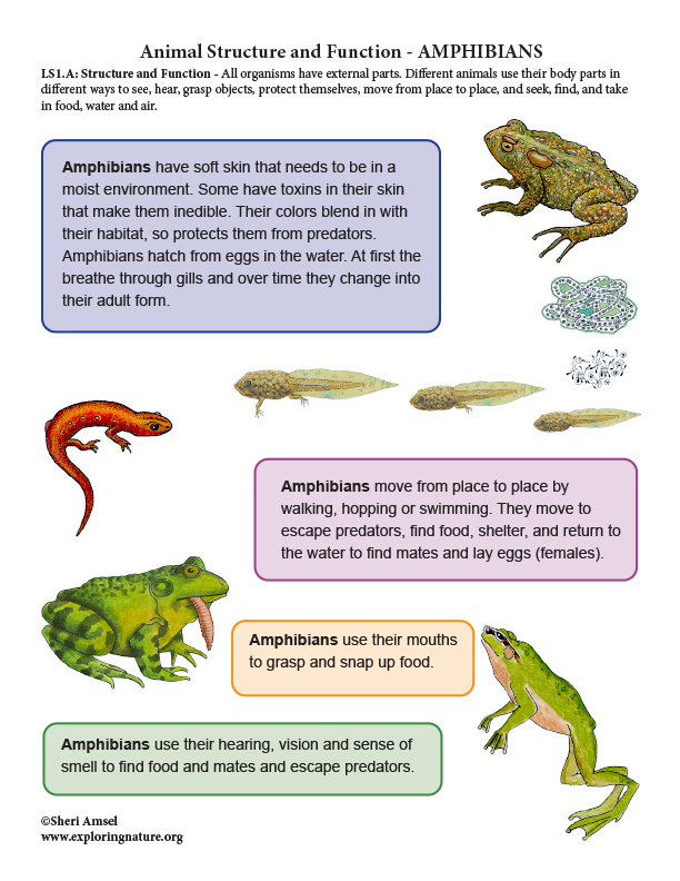 Animal Structure and Function - Amphibians - Mini-Poster Animal Structure and Function - Amphibians - Mini-Poster