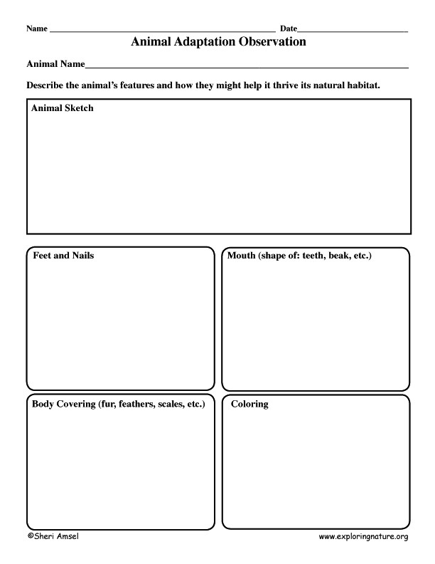 Animal Adaptation Inquiry Activity