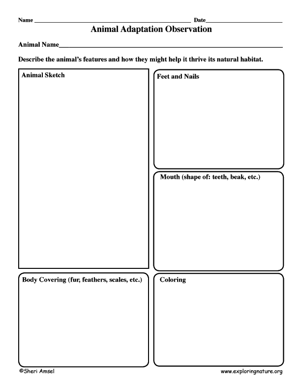 Animal Adaptation Observation and Critical Thinking Animal Adaptation Observation and Critical Thinking