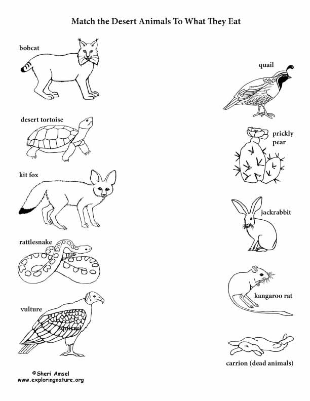 What do i eat match the desert animal to its food