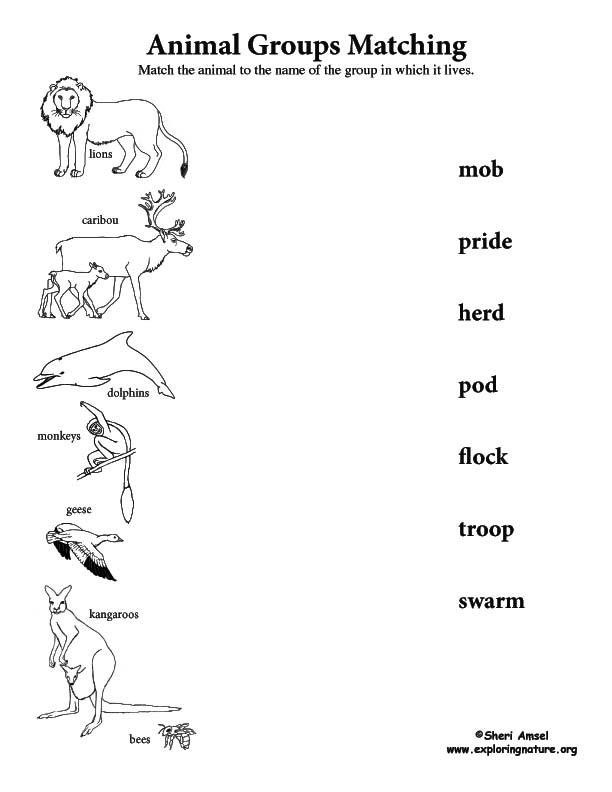 Animal Groups Matching Animal Groups Matching