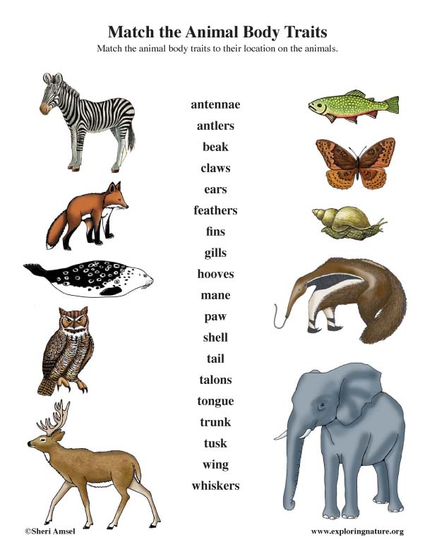 Animal Traits Matching (Arrows)