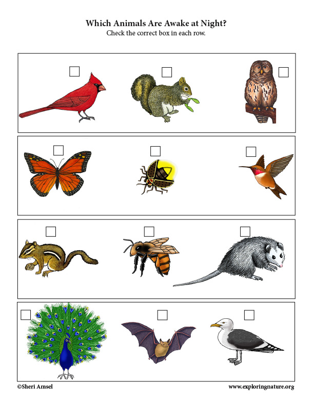 Which Animals are Awake at Night? Critical Thinking Activity