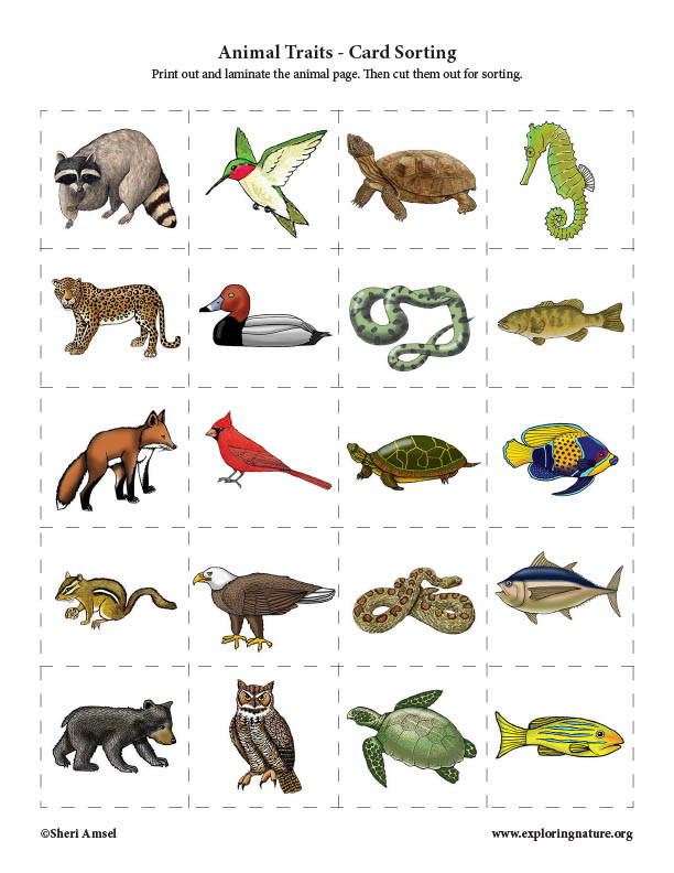 Animal Sorting Cards Animal Sorting Cards