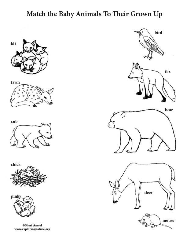 Match the Baby Animals to Their Grown Up (Black and White) Match the Baby Animals to Their Grown Up (Black and White)