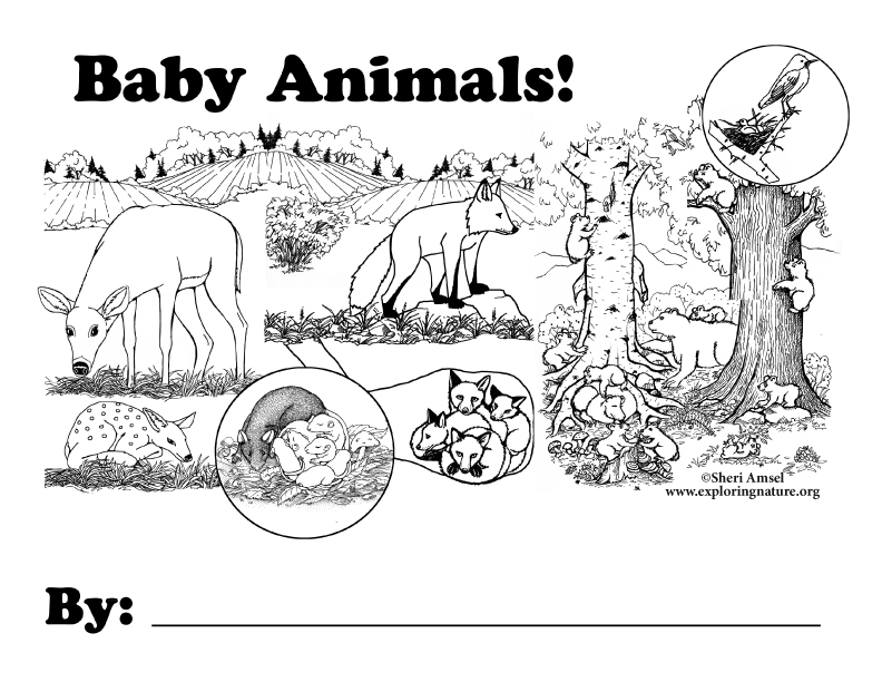 Baby Animal Book Cover