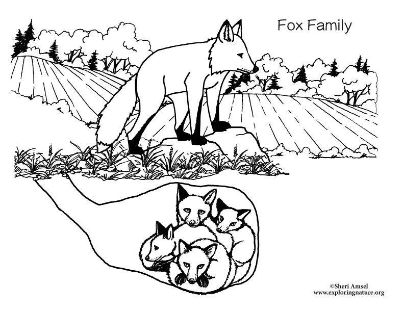 Older Students Can Do Research And Write About Each Animal Add That Page In With For Book Text