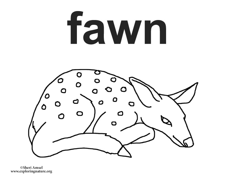 Baby Animals - Fawn