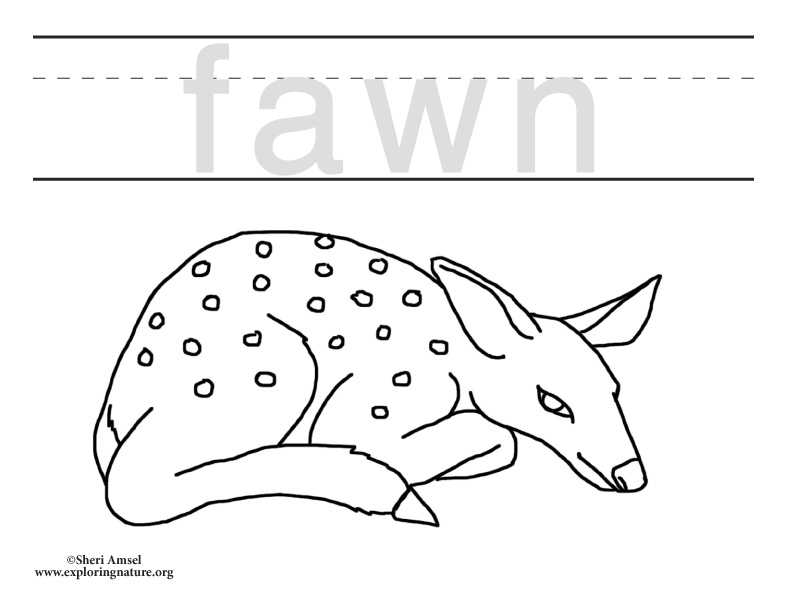 Baby Animals - Fawn