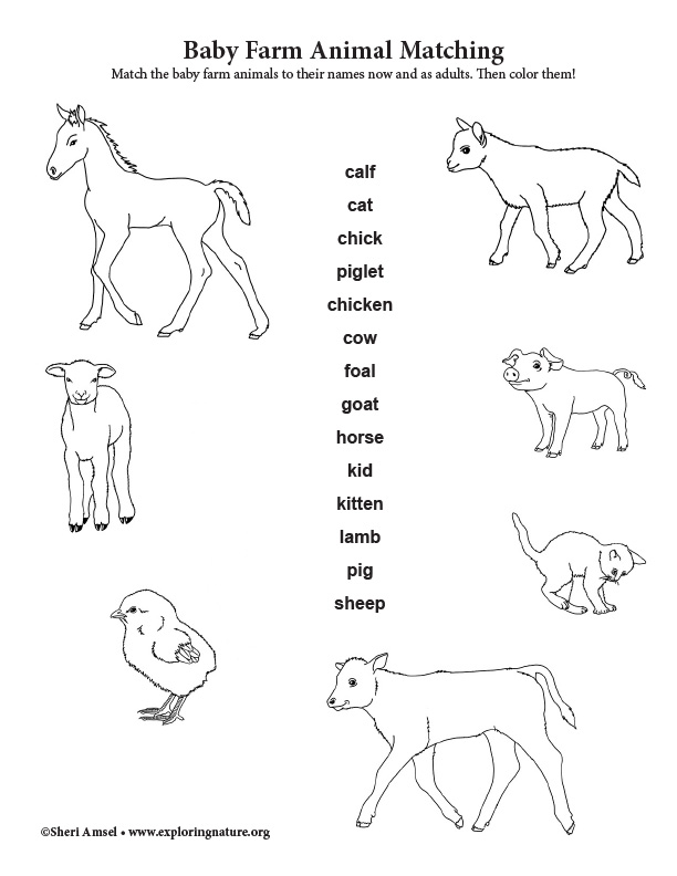 Baby Farm Animal Matching Activity Baby Farm Animal Matching Activity