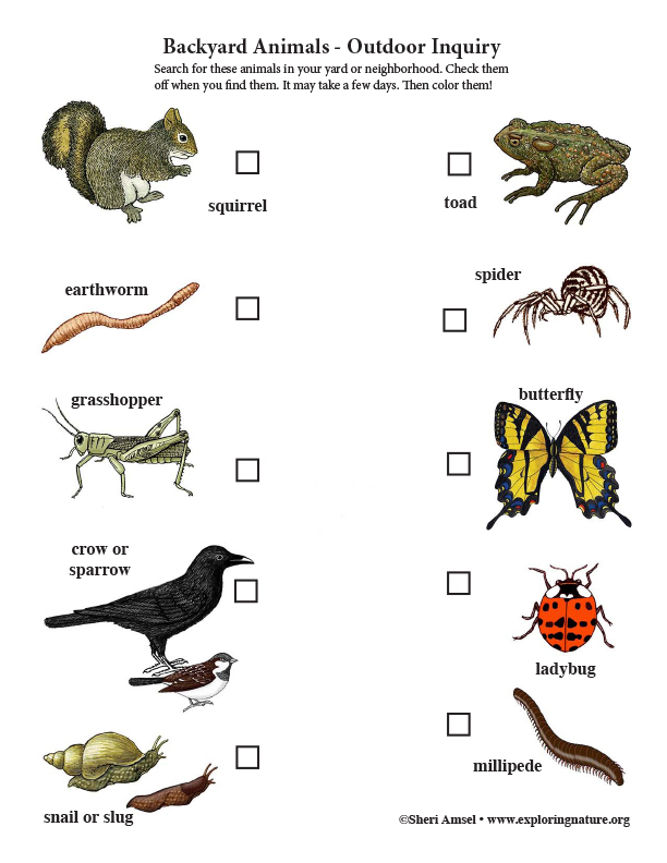 Sons d'animaux dans la cour arrière - BackyarD Animals Inquiry Color72