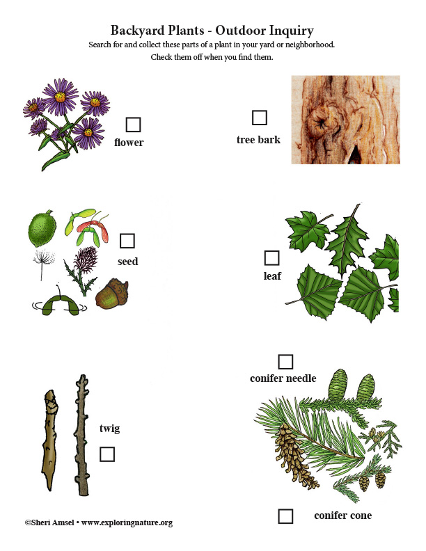 Backyard Plants - Outdoor Inquiry