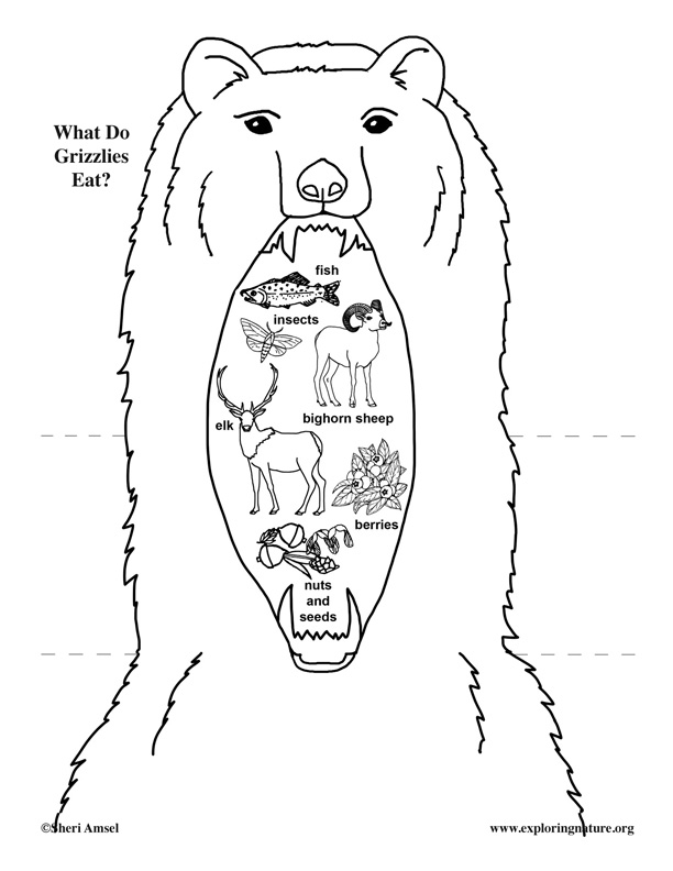 Grizzly Bear Diet