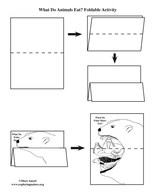 What Do Polar Bears Eat? Foldable Activity