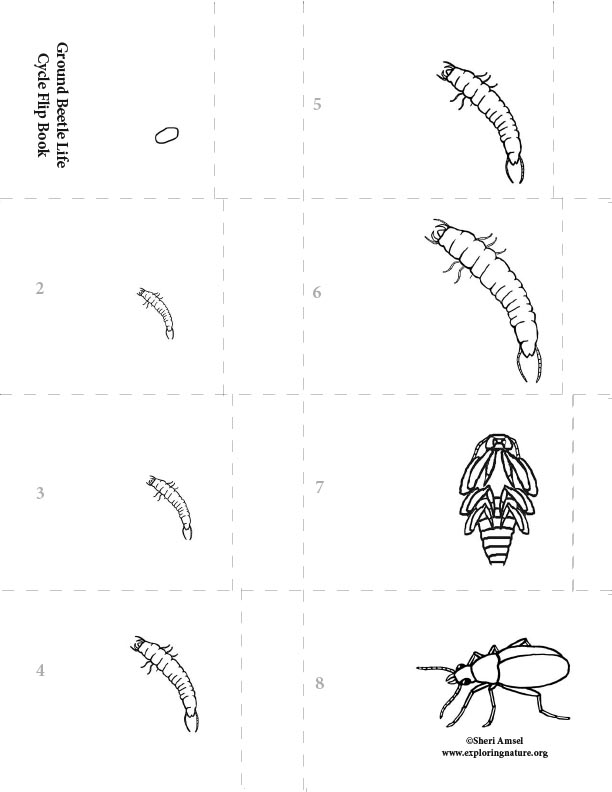 Life Cycle of a Spider Tab Flip book