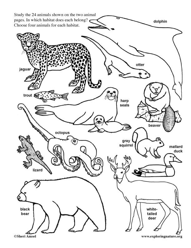 Animals in their Habitat - Model Making (2nd-4th Grade)