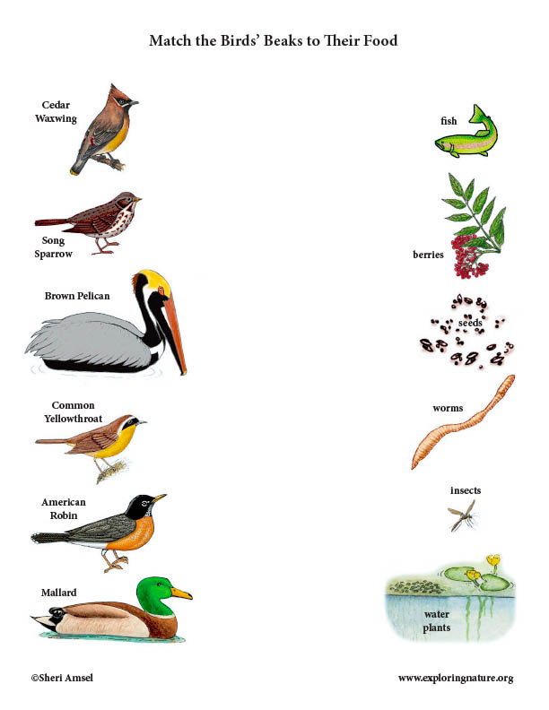 Match the Birds' Beak to Their Food (Color)