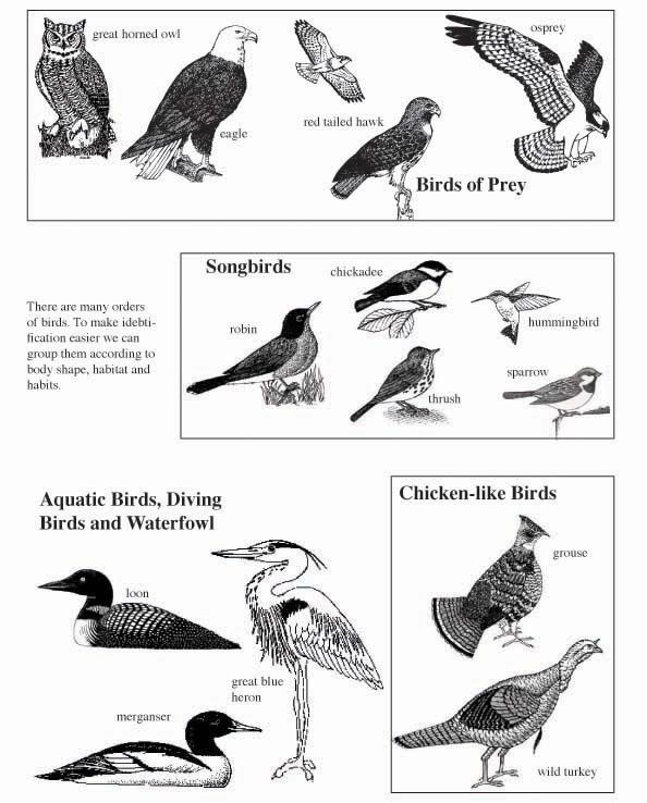 Самостоятельная работа по биологии 7 класс птицы. Birds Worksheets. Types of Birds раскраска. Карточки с заданиями по биологии птицы. Birds Worksheets for Kids.