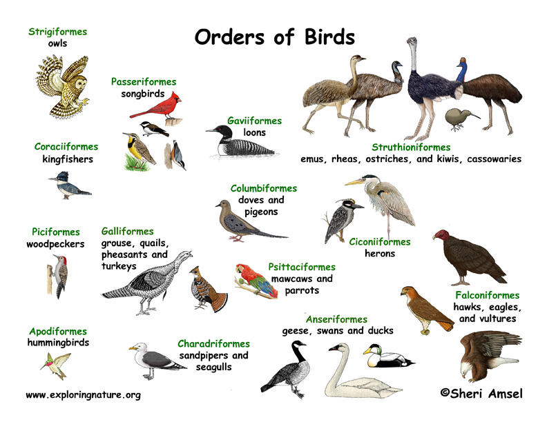 Bird Taxonomy Chart