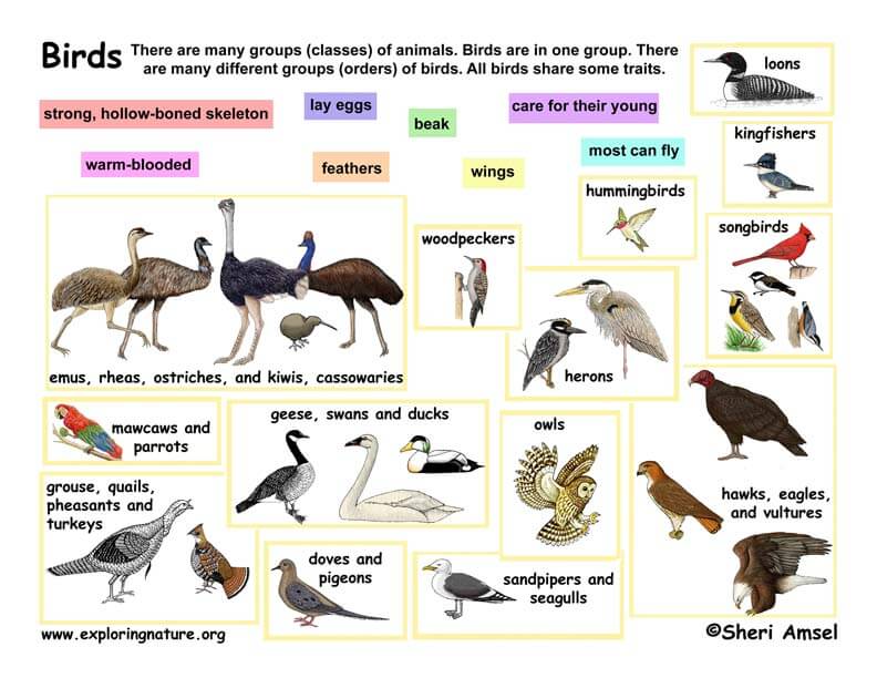 Bird Characteristics Chart