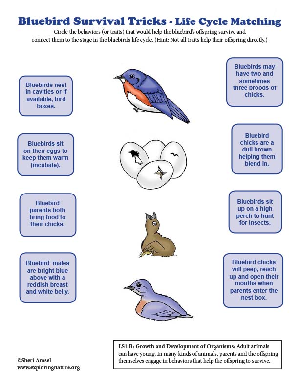 Bluebird Survival Tricks - Life Cycle Matching