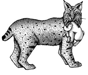observation vs inference