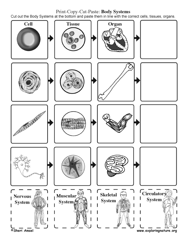 Body Systems: Cut and Paste