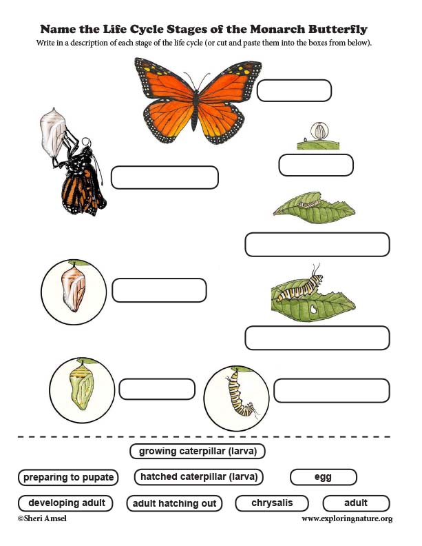 Butterfly Life Cycle Label Worksheet