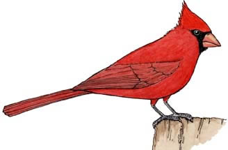 Bird Traits Lecture Activity And Quiz