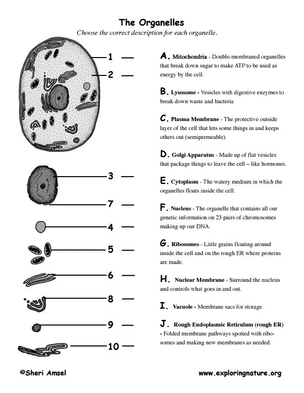 Animal Cell Organelles Functions Chart