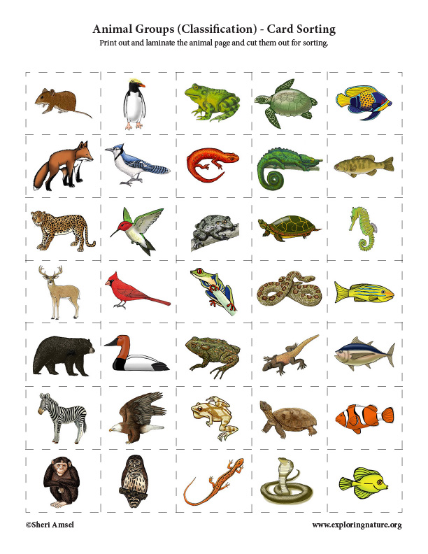 animal-groups-classification-card-sorting-activity