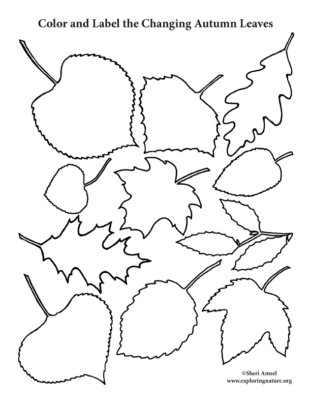 Color and Name the Autumn Leaves