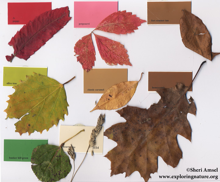 Nature’s Color Wheel Activity